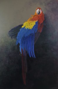 Scarlet macaw 3