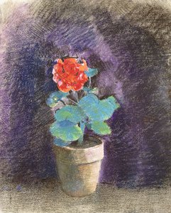 Geranium