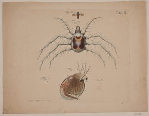 Insects. Plate II from Zoological Work
