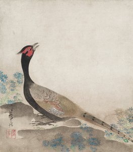 Pheasant by Ogata Korin