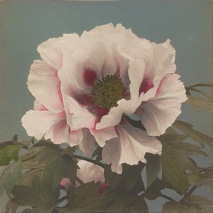 Tree Peony