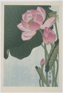 Blooming Lotus Flowers