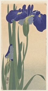 Blue Irises