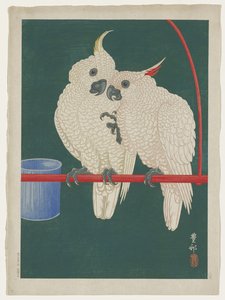Cockatoos