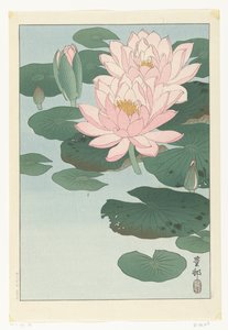 Flowering Water Lily