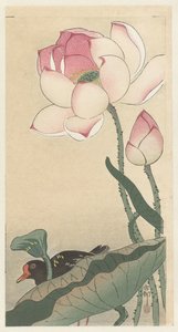 Gallinule with Lotus Flowers