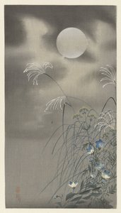 Grasses and Flowers by Full Moon