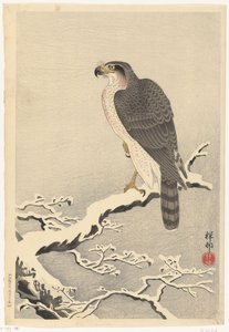 Hawk on Snowy Pine Branch