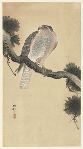 Hawk on Pine Branch