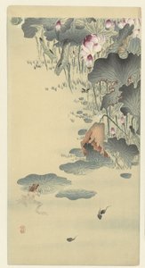 Frog and Tadpoles