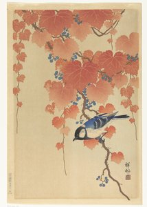 Great Tit on Paulownia Branch