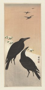 Crows in Snow
