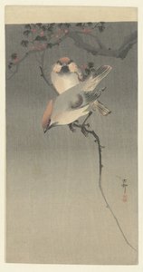 Waxwings