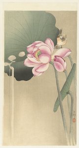 Songbird and Lotus