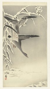 Two White-fronted Geese in a Snowy Landscape