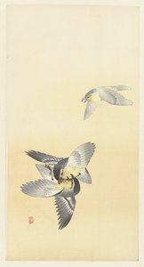 Two Fighting Birds