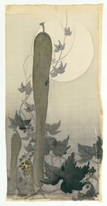 Wild cucumber with full moon