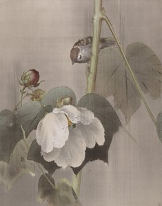 Cotton Rose Mallows in the Rain