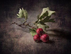 Autumn Hawthorn Berries