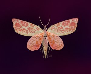 Pink Orange Spotted Moth by Olga Skomorokhova