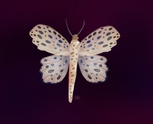 Spotted Butterfly Glow by Olga Skomorokhova