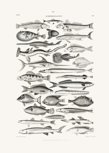 Sealife I by Oliver Goldsmith