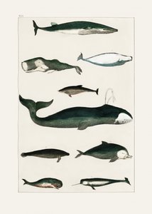 Vintage Whale Poster by Oliver Goldsmith