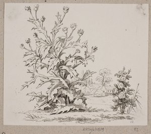 The Thistle and the Rose by Oluf Olufsen Bagge