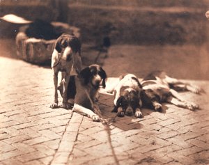 Hunting Dogs, c.1853