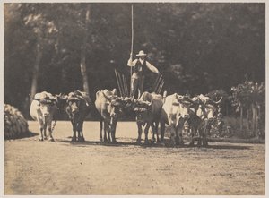 Six Oxen Team with their Driver by Olympe Aguado
