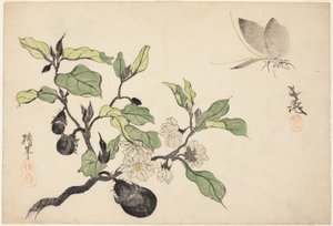 Eggplant with Fruit and Flowers