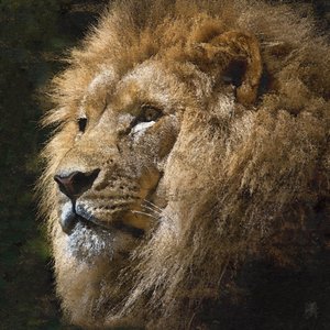 Majestic Golden Lion by Osvaldo Russo