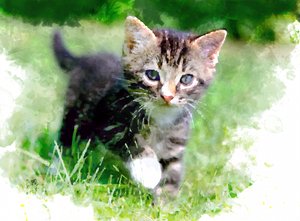 Playful Kitten In Grass by Osvaldo Russo