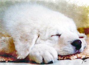 Sweet Sleeping Puppy by Osvaldo Russo