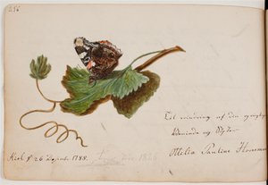 Butterfly on Leaf by Ottilie Pauline Horneman