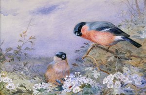 A Pair of Bullfinches Amongst the Blossom