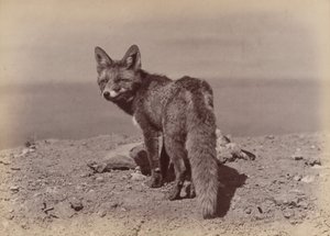 Fox by Ottomar Anschütz