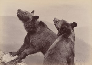 Two Bears, 1889 by Ottomar Anschütz