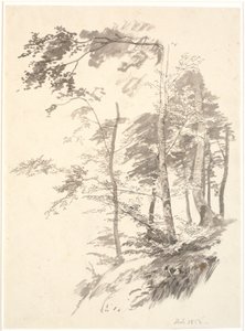 Beech Trees on a Slope