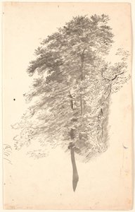 Study of Tall Slender Trees with Foliage by P.C. Skovgaard