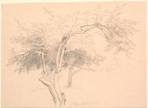 Study of Tree Tops by P.C. Skovgaard