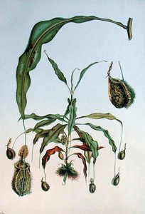 Nepenthes Hookeriana, Botanical Plate from 