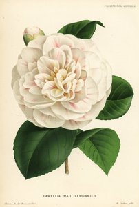 Camellia Hybrid, Madame Lemonnier, Camellia Japonica