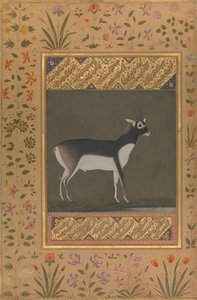 Black Buck, Folio from the Shah Jahan Album