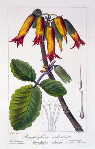 Bryophyllum Calycinum, Published 1836