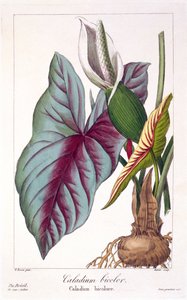 Caladium bicolor
