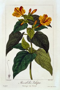 Ipomea Purga, 1836