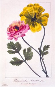 Persian Buttercup, pub. 1836
