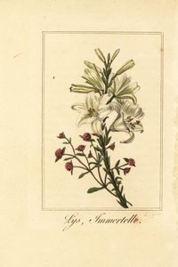 Lily and Red Everlasting, Lilium candidum and Helichrysum sanguineum by Pancrace (after) Bessa