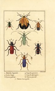 Malachite beetle, Malachius bipustulatus, net-winged beetles, Lycus melanurus, Lycus punctatus, Saperda punctata, Saperda species, Trichodes octopunctatus, and Trichodes apiarius by Pancrace (after) Bessa